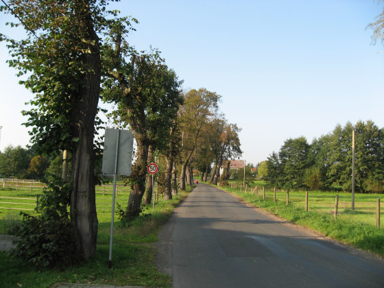 Road with row of trees