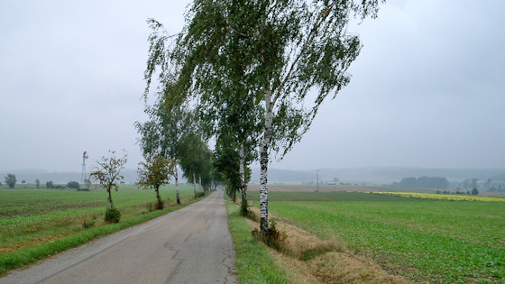 Road with birch trees