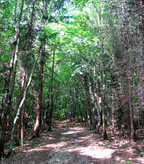 Chemin forestier dans le bois de Vienne - Adolf Samper Weg