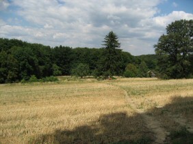 Prairie dans les bois de Vienne