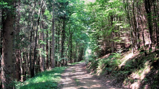 chemin forestier Seeleitengraben