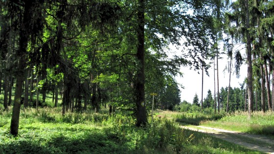 Panneau indicateur dans la forêt de Dunkelstein