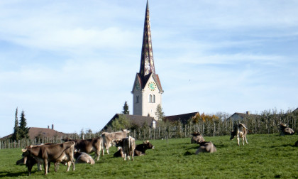 Kühe vor der Kirche Affeltrangen