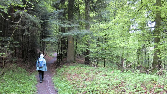 Dans la forêt de Pleer près de Burgdorf