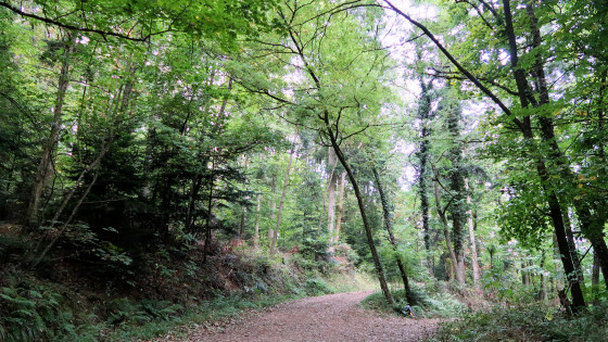 Rue du Sudel im Wald