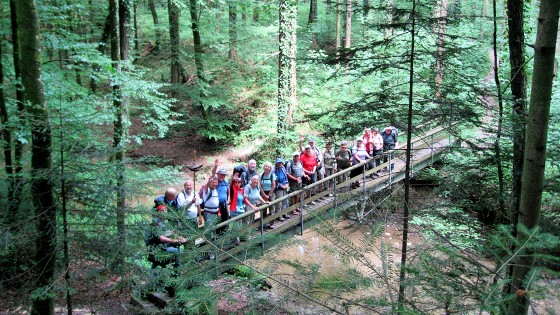 Pont dans la forêt d'Adelsreuter