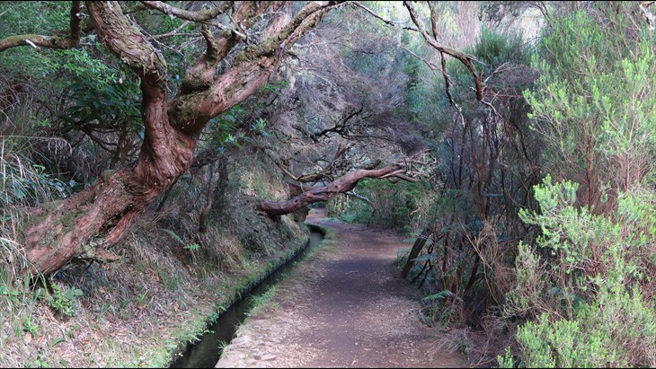 The levada is a small rivulet