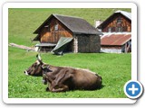 Vaches avec cornes chez "Ächerli"