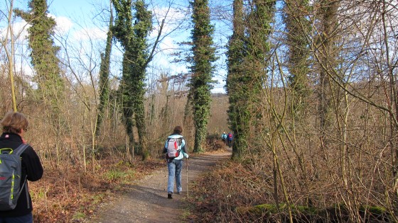 Auwald entlang der Reuss