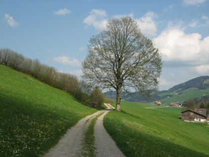 Chemin de Saint-Jacques du hameau de Rüti à St. Peterzell