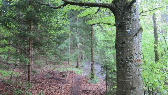 Markierung im Wald