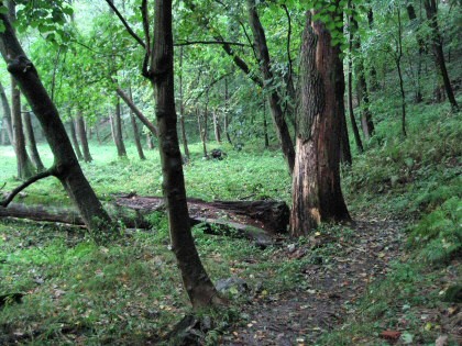 Waldweg, umgestürzte Bäume