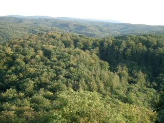 Forêt de Thuringe