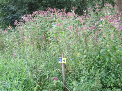 Jakobswegzeichen in der Blumenwiese
