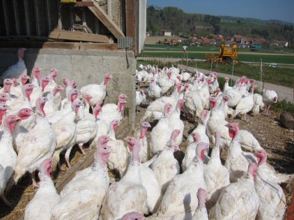 turkeys farm
