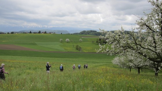 meadow path from Utzingen to Boll