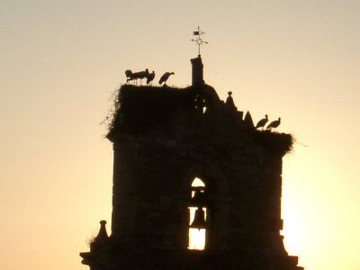 Cigognes au clocher de l'église