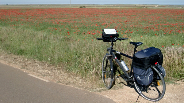 Champ de coquelicots