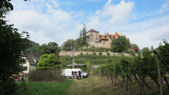 Vinery: Garonne Cognacq Jeanne