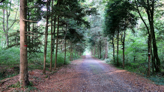 route forestière