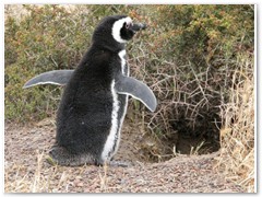 Valdes Punta Norte Pinguin