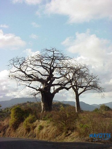 Boabab Baum