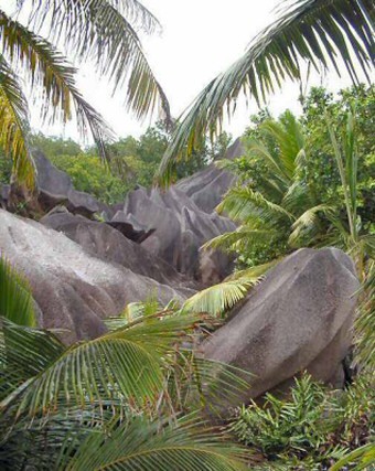Granite rocks and palm trees