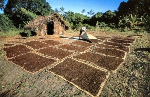 Spice farm in Zanzibar
