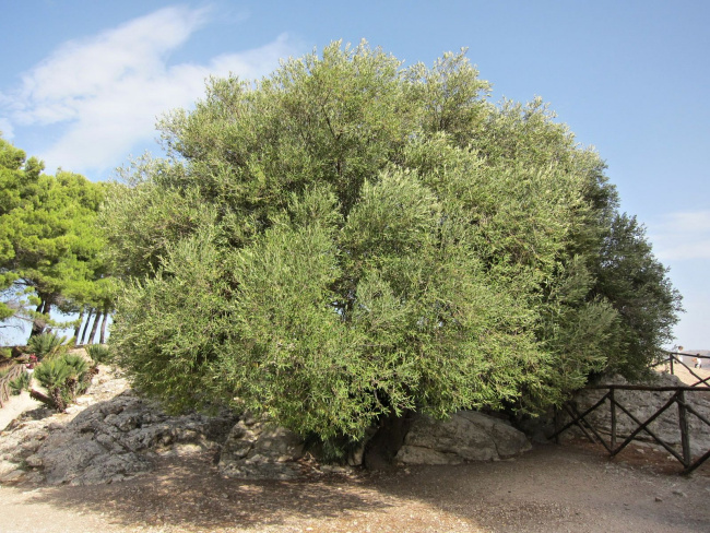 Olivenbaum